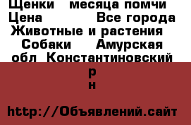 Щенки 4 месяца-помчи › Цена ­ 5 000 - Все города Животные и растения » Собаки   . Амурская обл.,Константиновский р-н